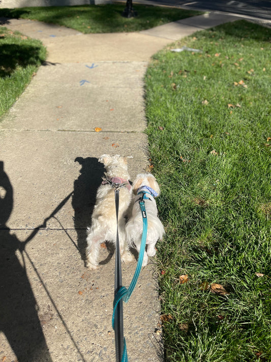 Professional Dog Walking Service - Exercise & Adventure