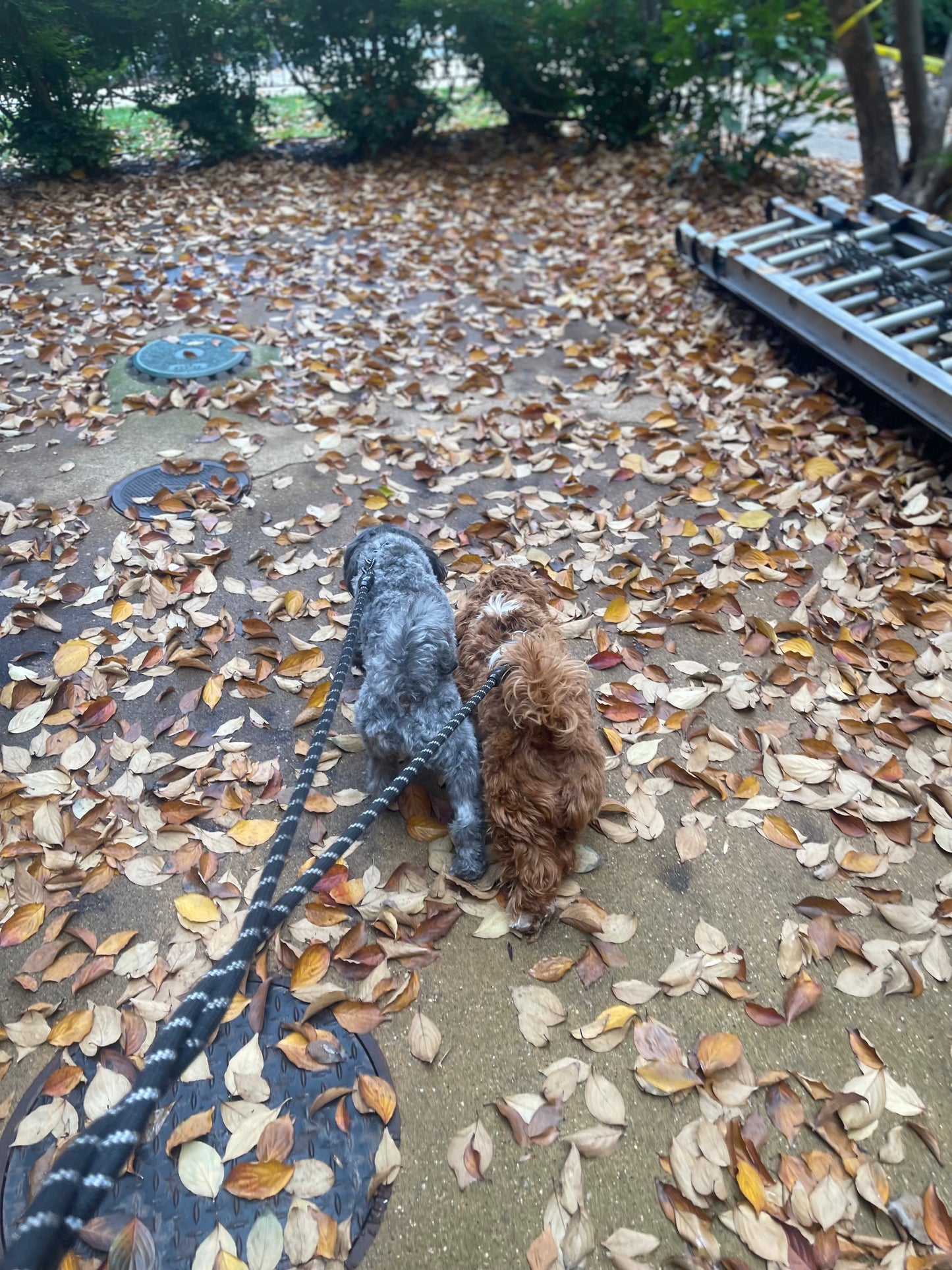 Professional Dog Walking Service - Exercise & Adventure