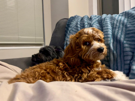 Extended Stay Package - Weekly Luxury Boarding