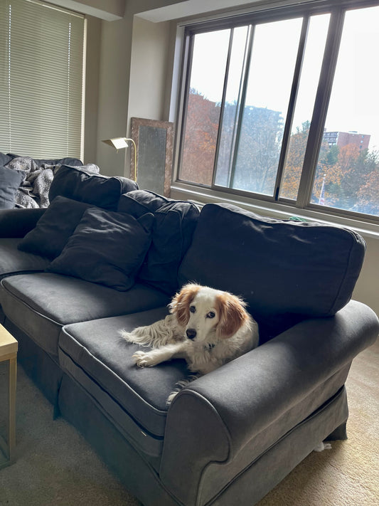 Premium Doggy Day Care - Full-Day Play & Pampering