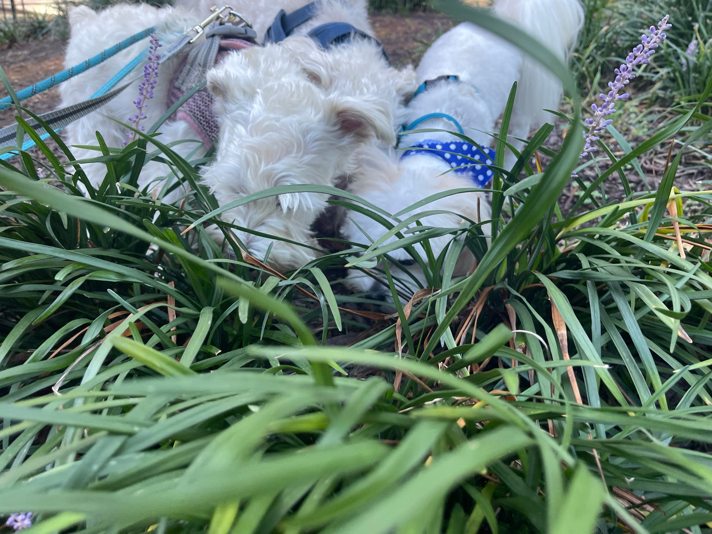 Professional Dog Walking Service - Exercise & Adventure