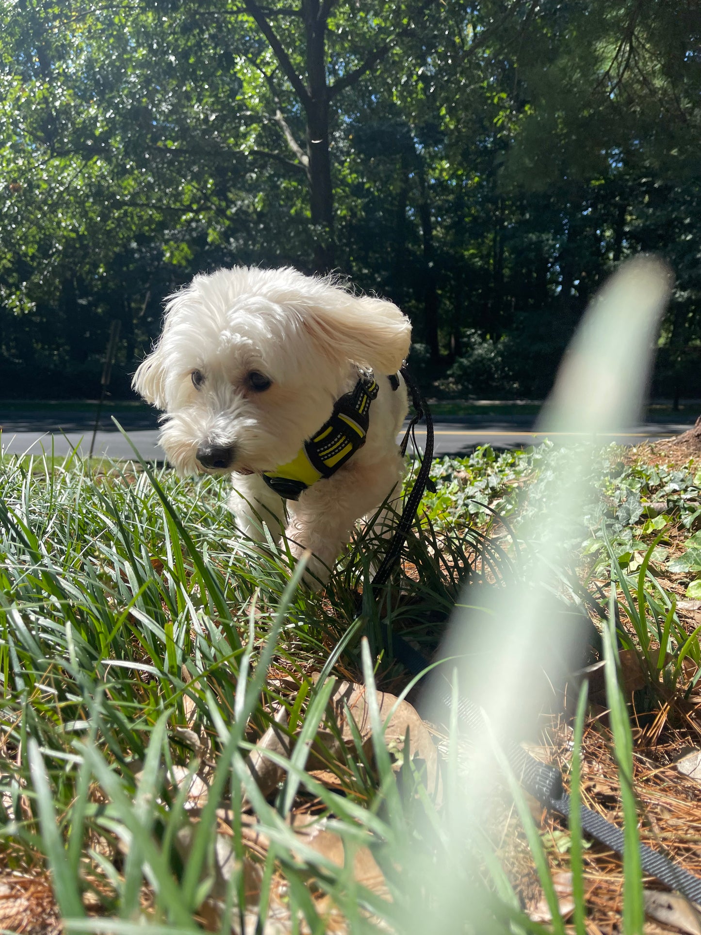 Luxury Overnight Boarding - Home-Style Stay