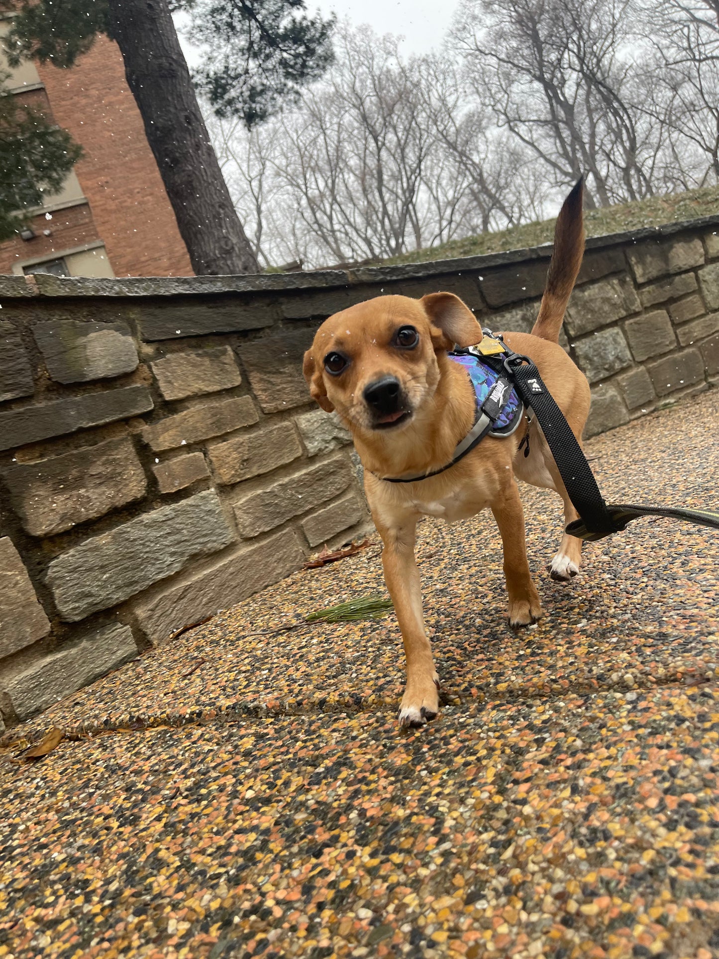 Drop-In Pet Visits - Quick Care & Check-Ins